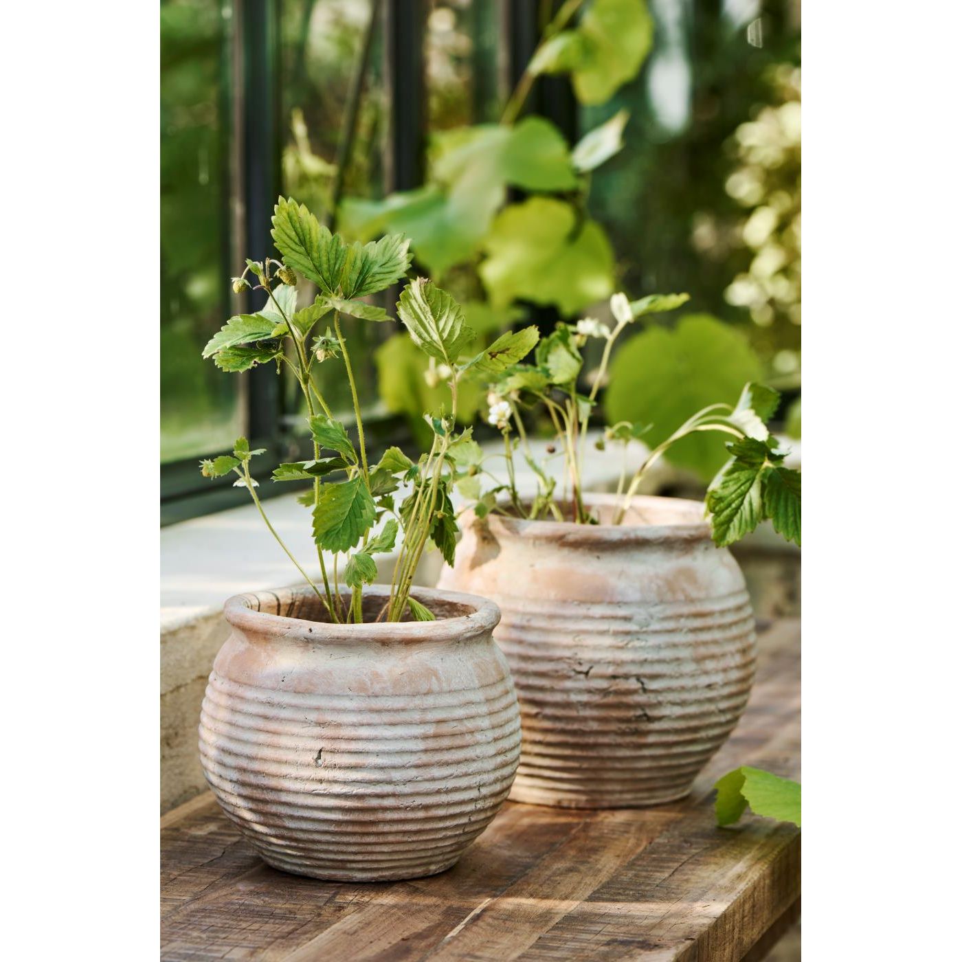 Margot Pot - TheGiftCoMalta