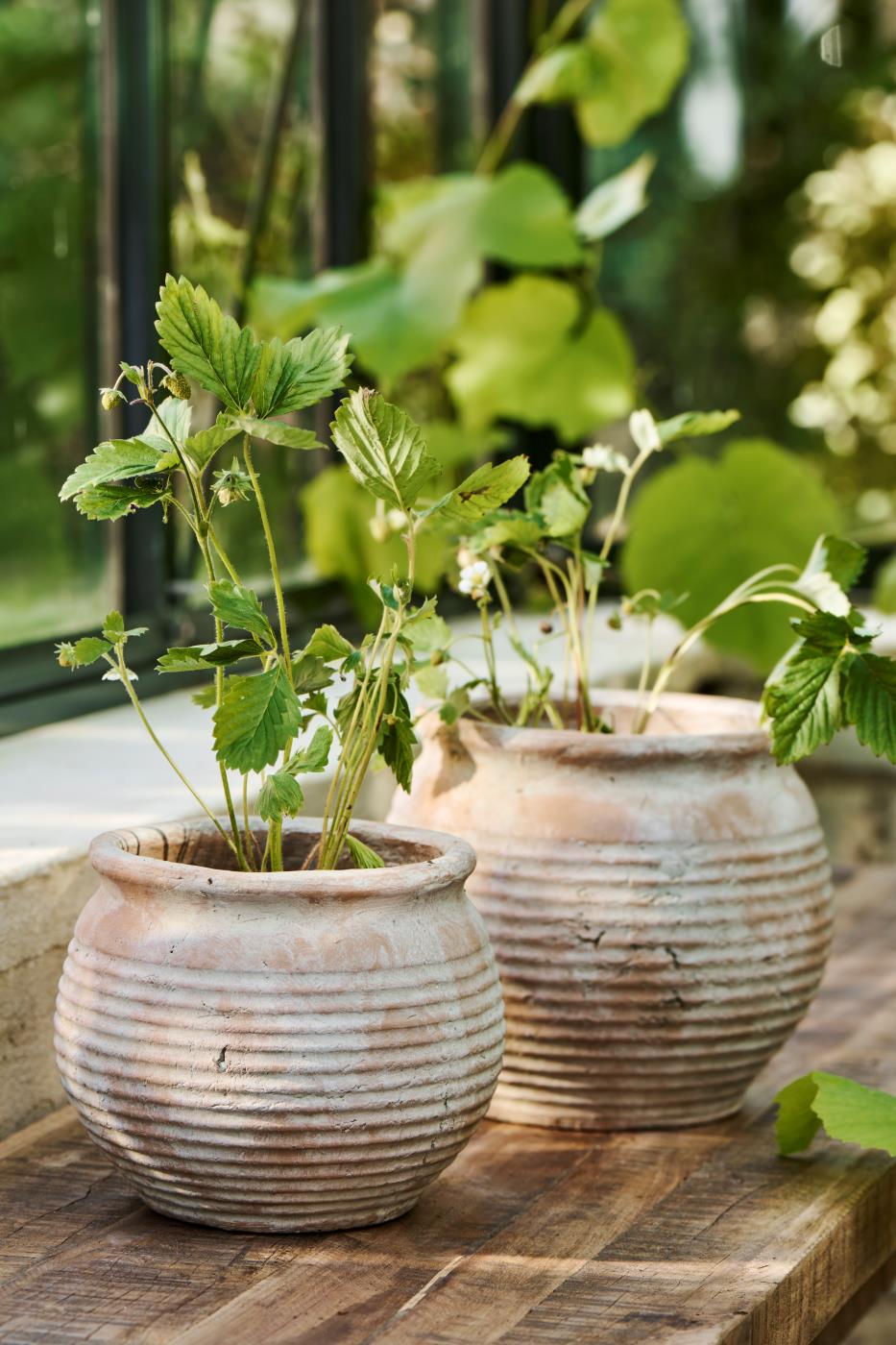 Margot Pot - TheGiftCoMalta